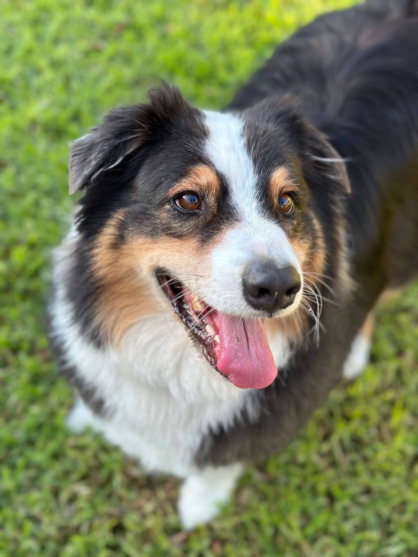Happy tri-colour Australian Shepherd smiling on the grass