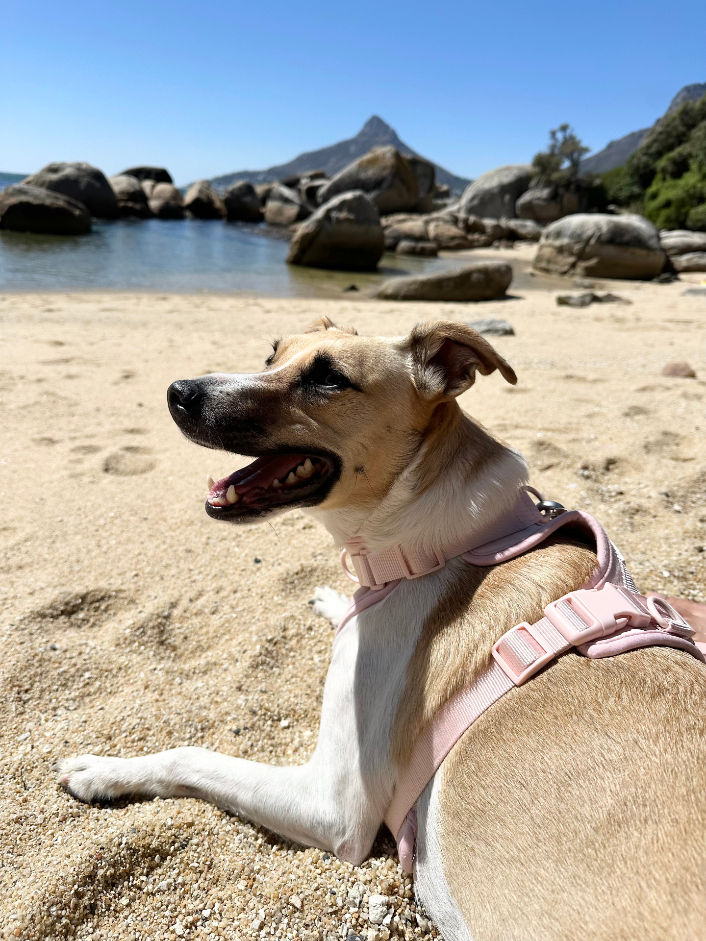 Tan and white pup in a pink harness at a Cape Town beach with Lion's Head behind