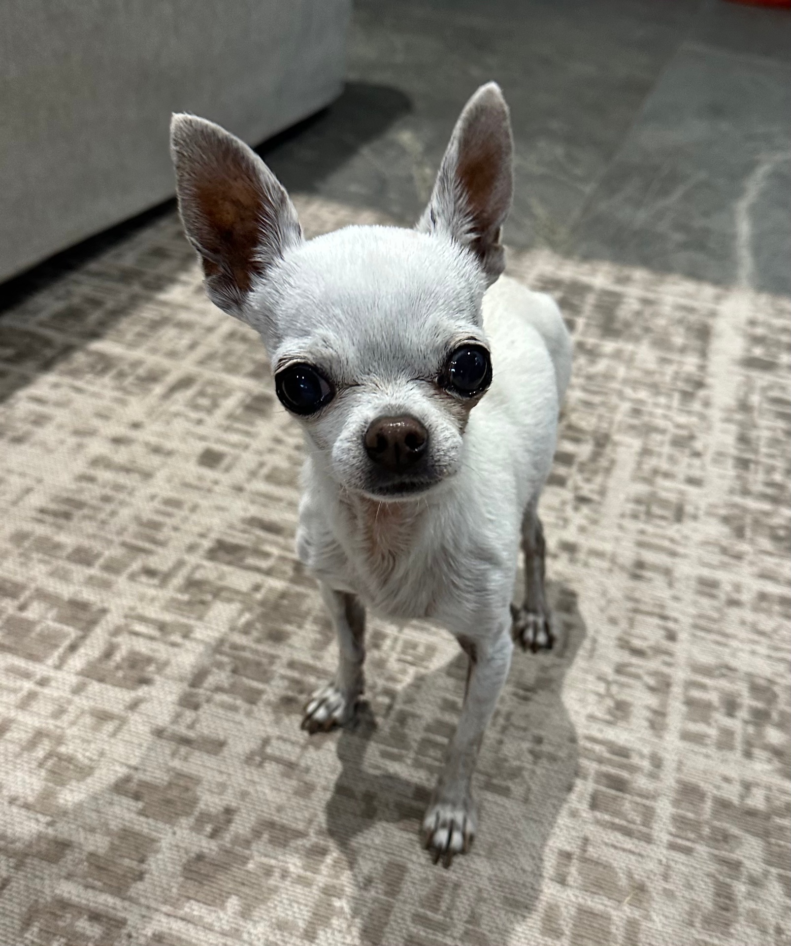 Tiny white chihuahua with big eyes looking up from the lounge floor