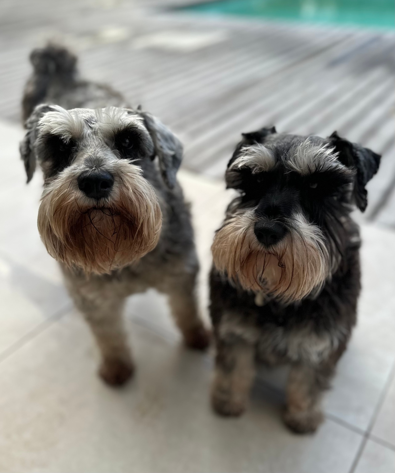 Two salt-and-pepper schnauzers side by side by the pool