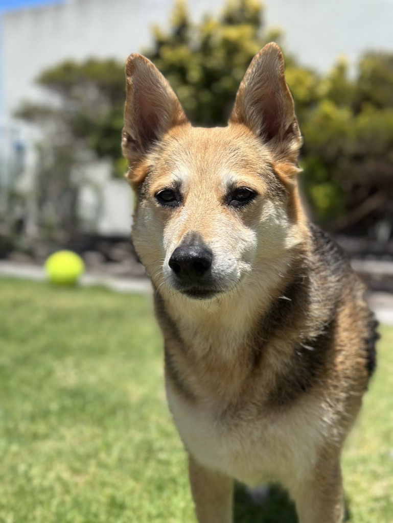 Alert sable German Shepherd mix standing in a sunny Cape Town garden with a tennis ball